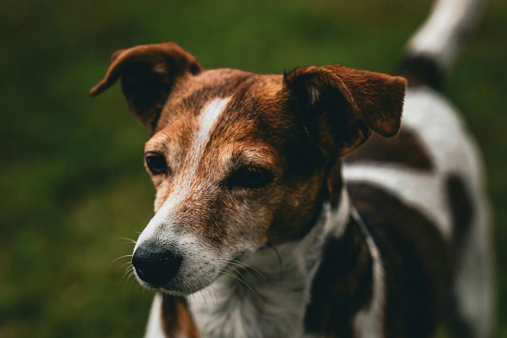 Sample image: a brown and white terrier on the grass