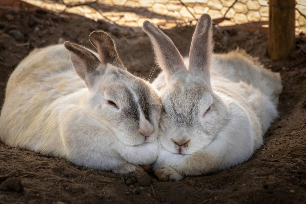 Sample image: two rabbits lying side by side