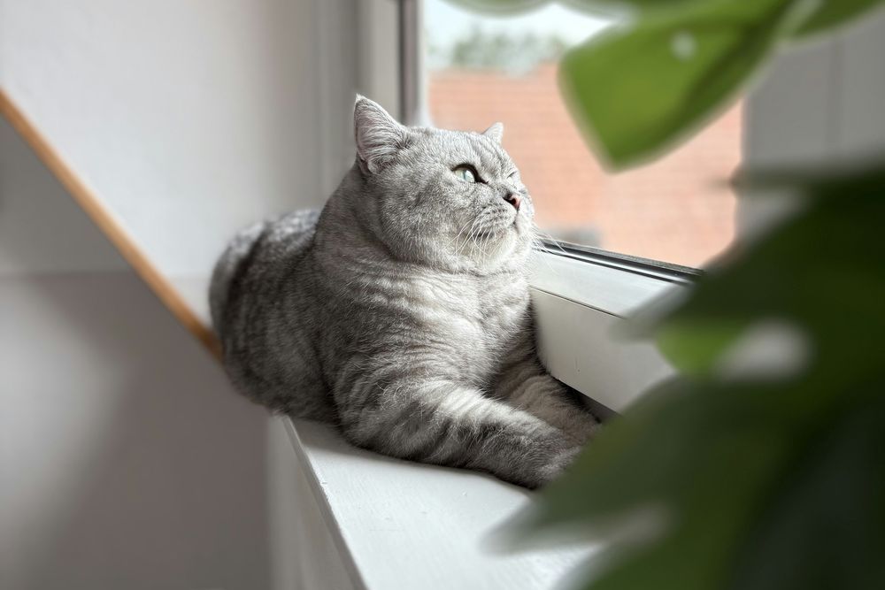 Sample image: a grey cat resting on a windowsill